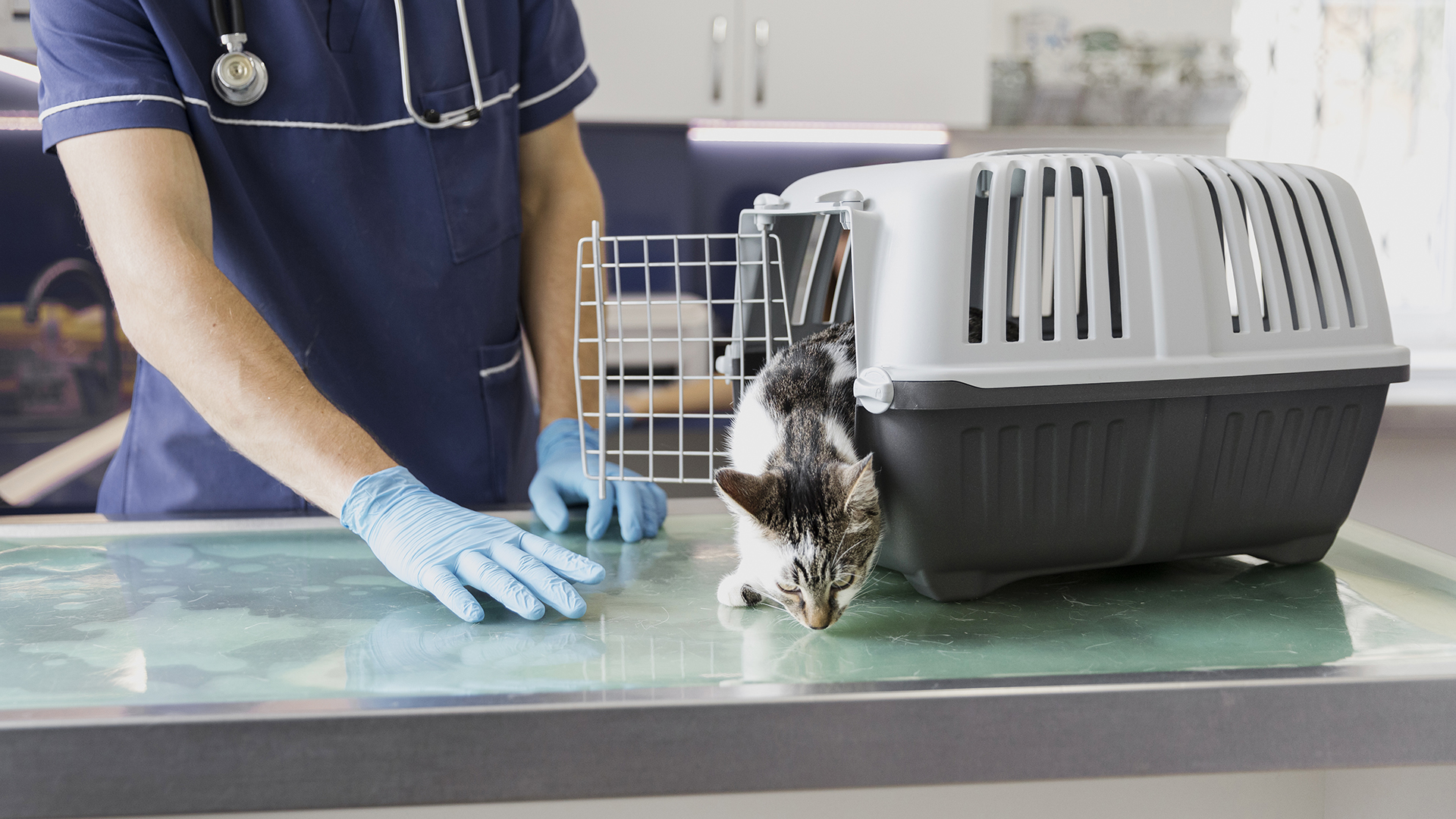 Instalações de animais